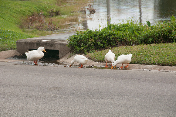 Auman_Photo064