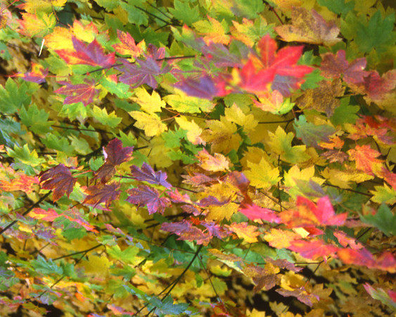 Autumn Leaves