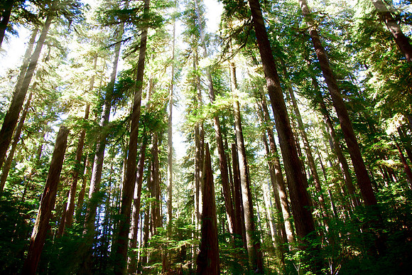 Backlighted-Trees-01