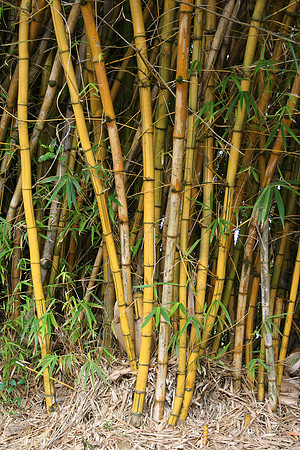 Bamboo