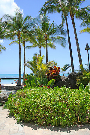 Beach Bushes