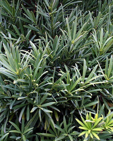 Bush