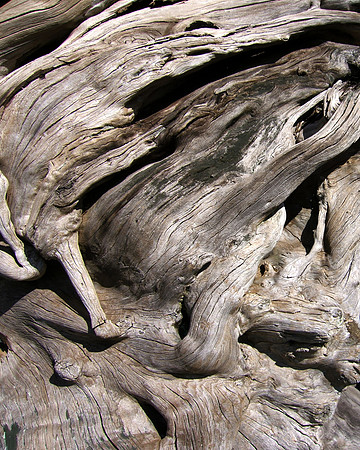 Driftwood-03