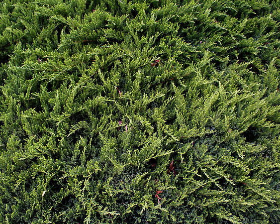 Fir Needles