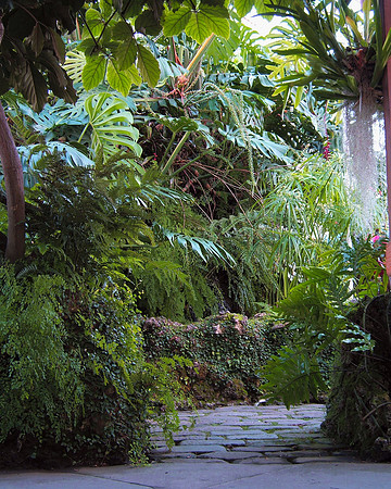 Foliage