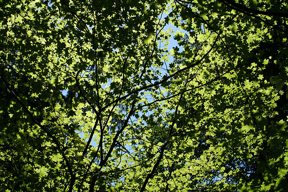 Forest Canopy-01