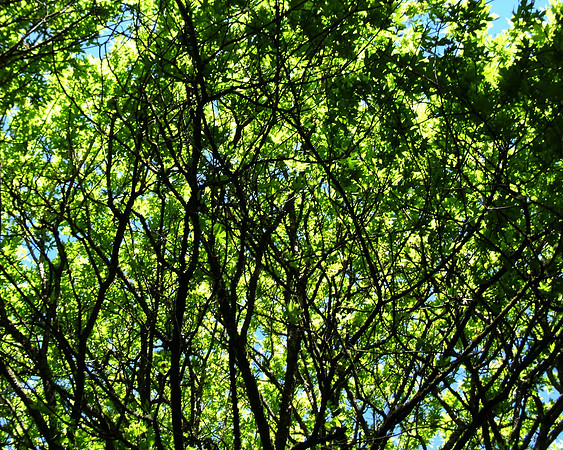 Forest Canopy-02