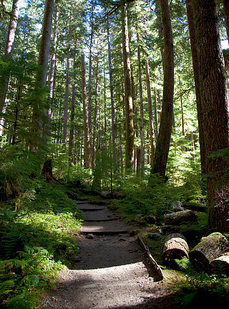 Forest-Trail-01