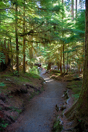 Forest-Trail-02