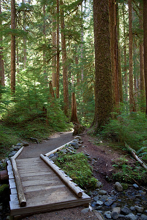 Forest-Trail-03
