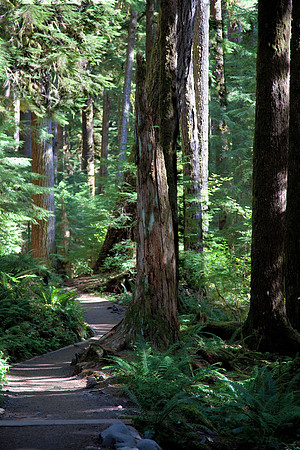 Forest-Trail-04