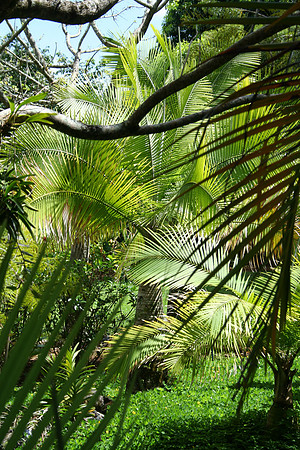 Fronds Frame