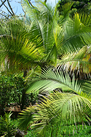 Fronds