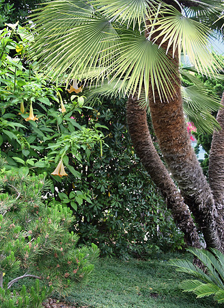 Garden Palm