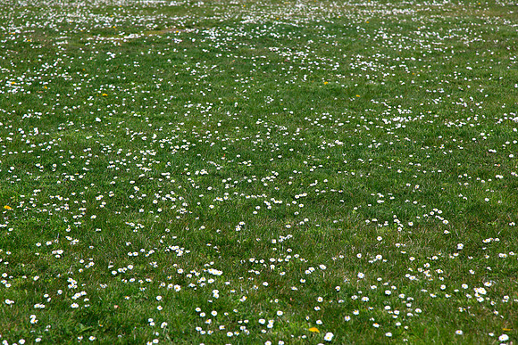 Grass and Daisies