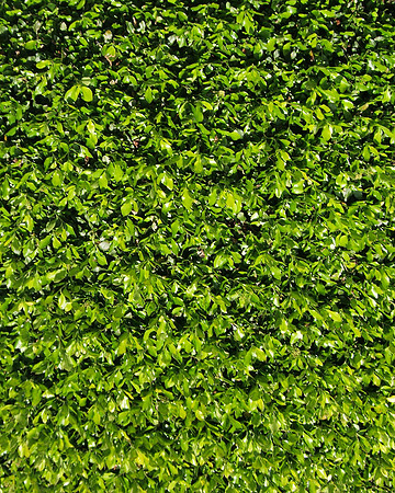 Hedge