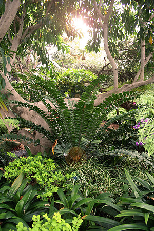 Jungle Flare