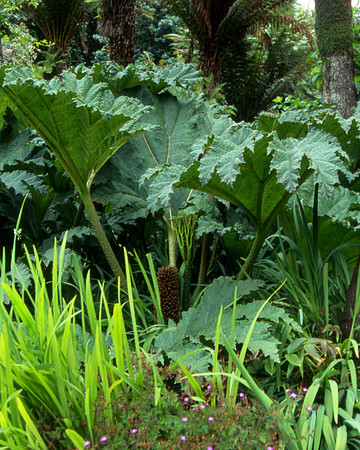 Jungle Flora