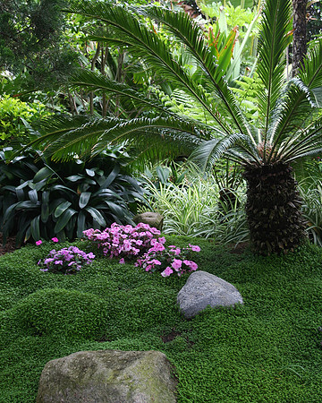 Jungle Garden