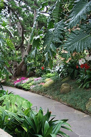 Jungle Path
