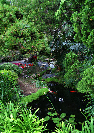 Koi Pond-02