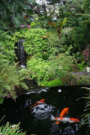 Koi Pond-03