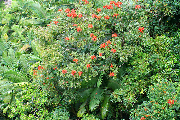 Lush Tropical-Horizontal