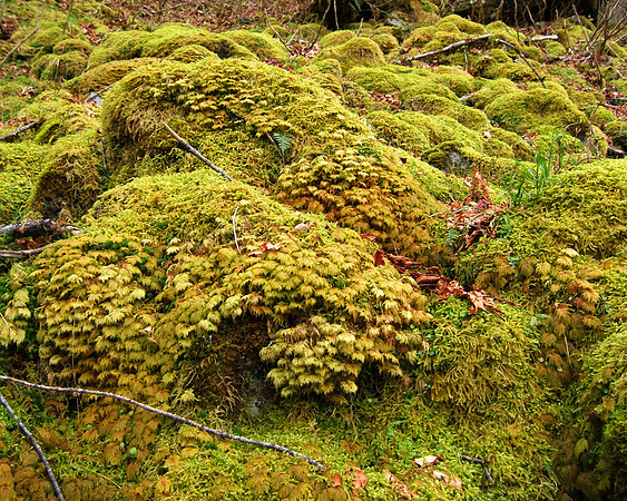 Mossy Rocks