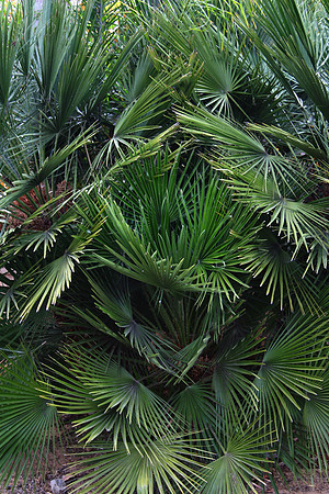 Palm Bush