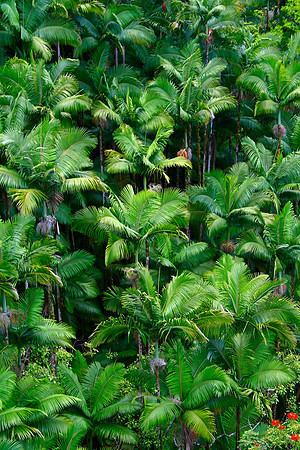Palm Forest