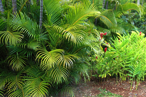 Palms