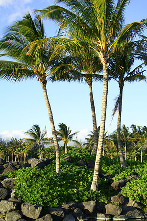 Palms-Garden