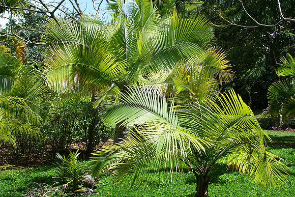 Palms-Horizontal