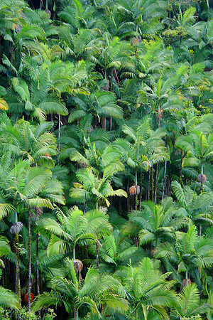 Palms-Palms-Palms