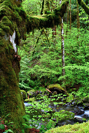 Rainforest River