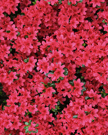 Red Flowers