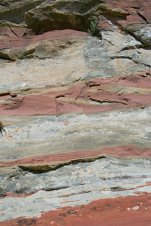 Red-Veined Rock