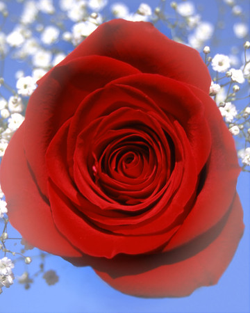 Rose Sky