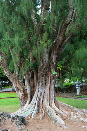 Salt Cedar