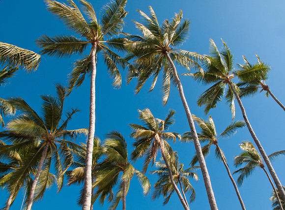 Sky-Palms