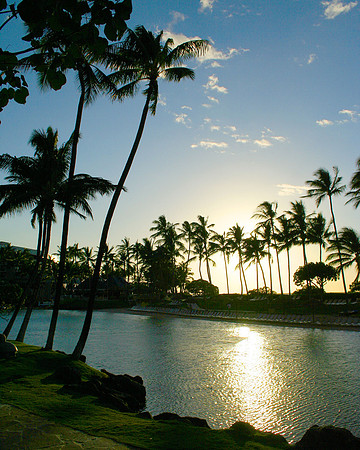 Sunset Palms