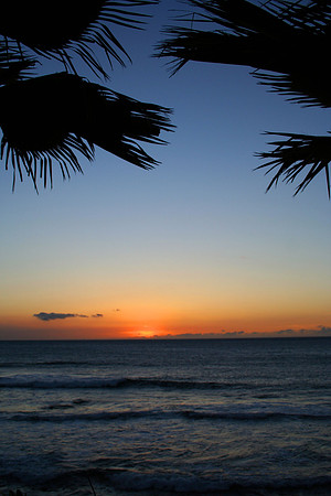 Sunset with Palm Leaves