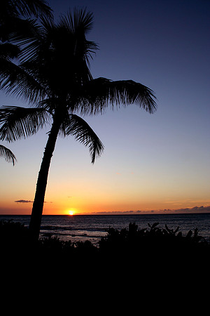 Sunset with Palms