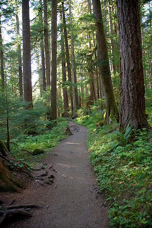 Trail in the Woods