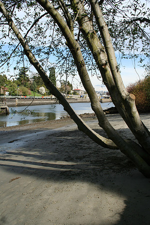 Tree On Beach