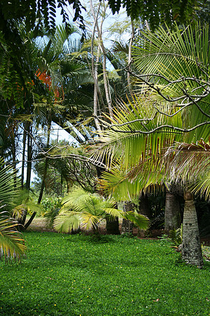 Tropical-Garden