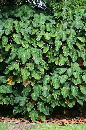 Tropical-Leaves