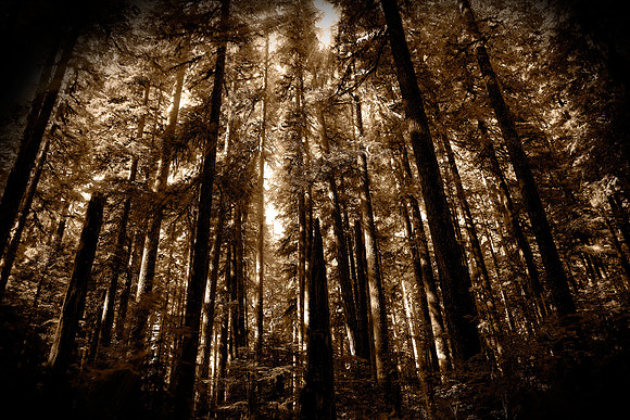 Twilight-Forest