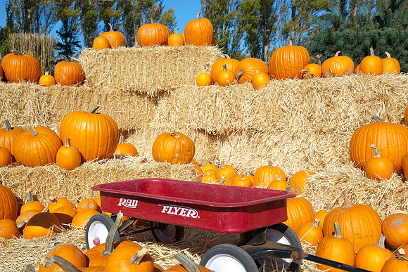 Pumpkins and Wagon Horizontal