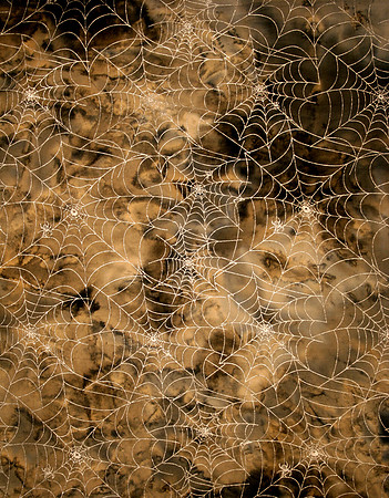 Spider Web